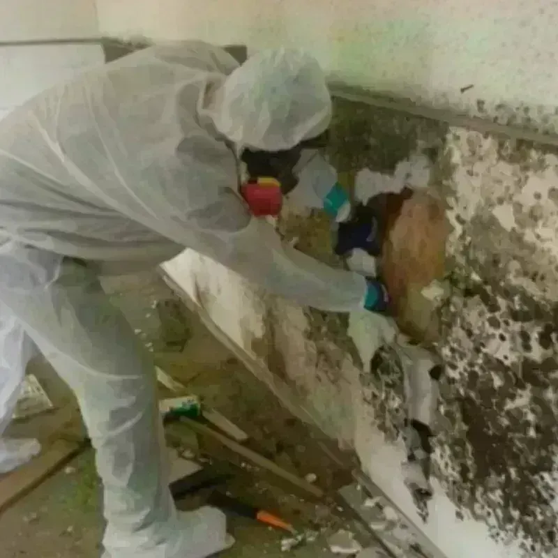 Mold Remediation and Removal in Reidsville, GA